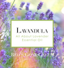 Lavandula: All About Lavender Essential Oil